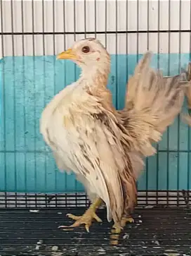Ayam Serama Betina