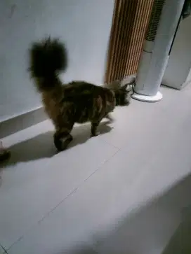 Kucing ras nurut lembut