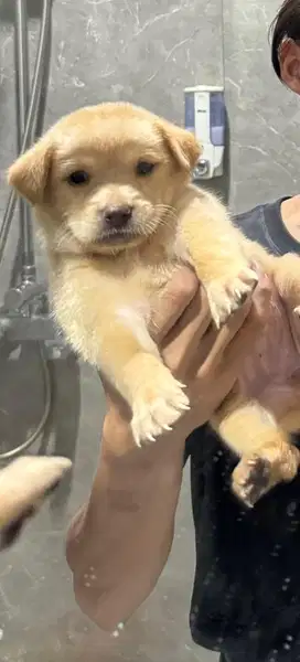golden retrriver