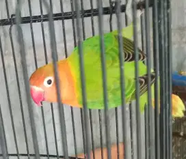 Burung lovebird biola