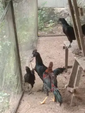 Ayam hitam cemani