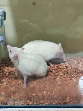 Landak mini albino