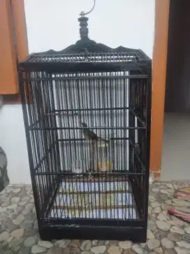 Burung ciblek semi