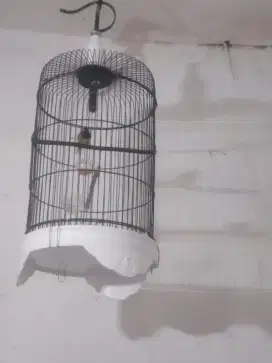 Burung ijoan metalik