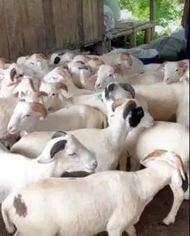 paketan 25 ekor bakalan domba jantan 6-7 bln 25-30 kiloan penggemukan