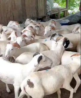 25 ekor bakalan domba jantan 25-30kilo 6-7 bulanan siap penggemukan ok