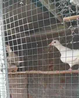 Burung puter pasangan