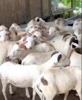 25 ekor bakalan domba jantan 6-7 bulanan 25-29 kiloan siap digemukin