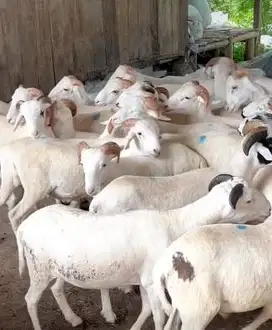 25 ekor bakalan domba jantan 25-30kilo 6-7 bln siap penggemukan manteb