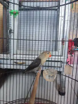 Lovebird parblue jantan siapan