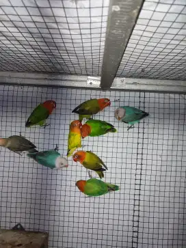 lovebird biola parblue campur jpss