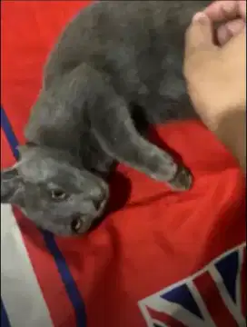 For sale kucing russia blue british shorthair