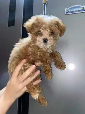 anjing maltipoo (maltese X poodle)