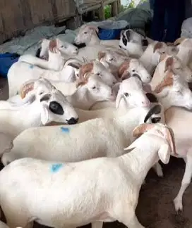 25 ekor bakalan domba jantan 25-29 kiloan 6-7 bulanan siap digemukkan