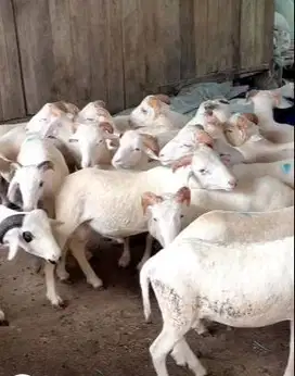 25 ekor bakalan domba jantan 25-29 kiloan 6-7 bulanan siap digemukkan