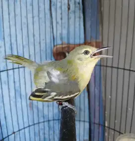 Burung sirpu gacor ketek'an