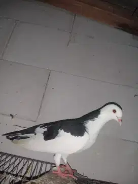 Japati plontang / merpati plontang