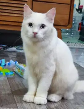 Kucing Anggora Persia Putih