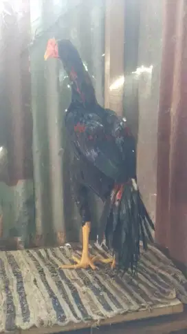 Ayam siyam Bangkok ekor lidi