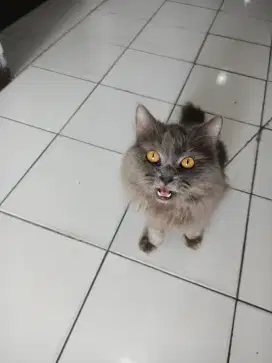 Kucing jantan  British long hair grey