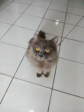Kucing jantan  British long hair grey