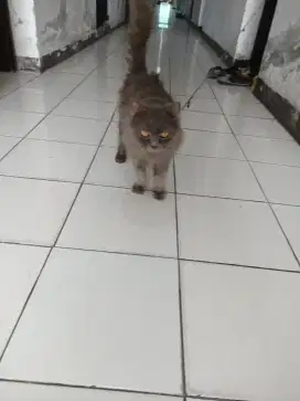 Kucing jantan  British long hair grey