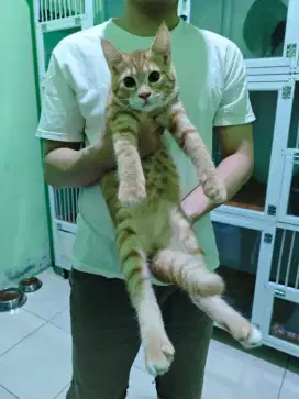Kucing British shorthair x mainecoon