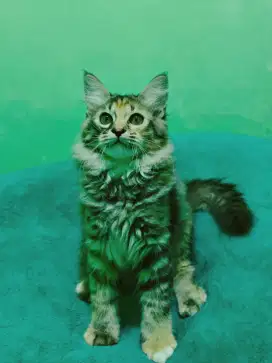 Kucing British shorthair x mainecoon Brown Tabby