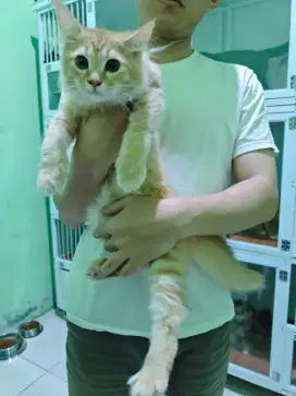 Kucing British shorthair x mainecoon red tabby