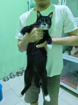Kucing British x mainecoon black n white bicolor