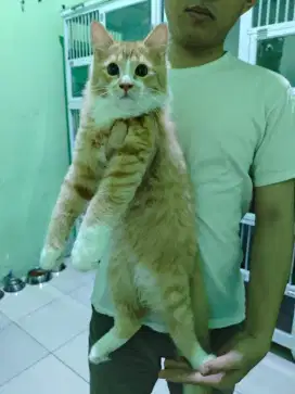 Kucing British x mainecoon bicolor red tabby n white