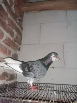 Japati plontang / merpati