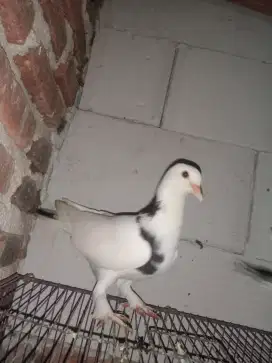 Merpati plontang / japati plontang