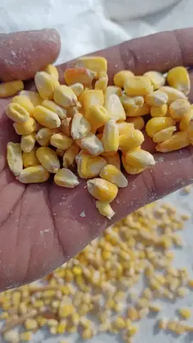Jagung Import Murah
