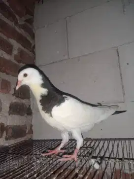 Merpati plontang / japati plontang