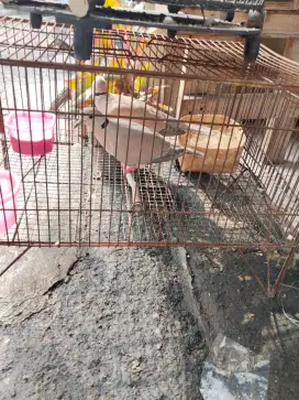 Puter sepasang rajin