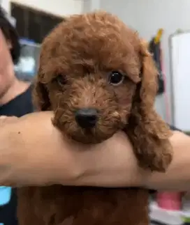 Red Toy Poodle jantan (lengkap)