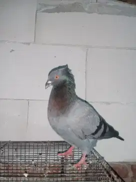Merpati tinggi / japati luhur