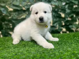 Siberian Husky (All White)