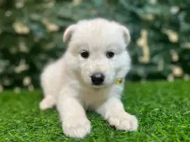 Siberian Husky (All white)