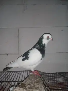 Japati plontang / merpati plontang