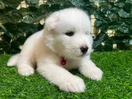 Siberian Husky (AllWhite)