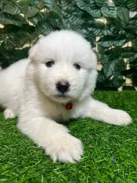 Husky (All White)