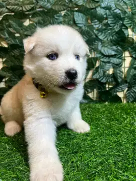 Siberian Husky (Blue eyes)