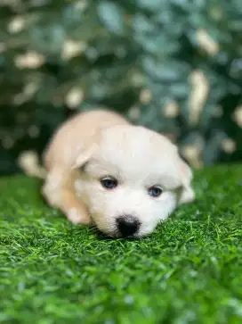 Siberian Husky (Blue eyes)