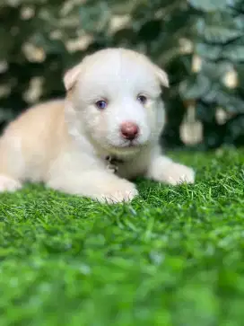Siberian Husky (blue eyes) Red noise