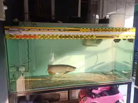 Ikan arwana gold dan silver