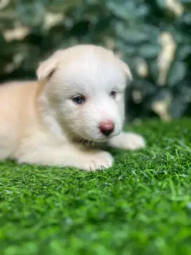 Siberian Husky (Red Noise + Blue eyes)