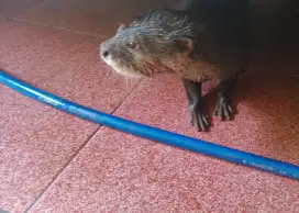 Otter / Berang-Berang