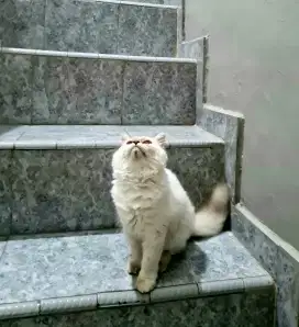 Kucing persia ,betina, putih